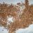 Sorghum