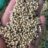 Sorghum