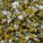 Chamomile flowers