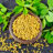 Fenugreek seeds
