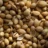 Coriander seeds